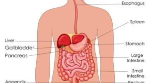Tryout Online IPA: Persiapan Menghadapi Ujian tentang Organ Tubuh